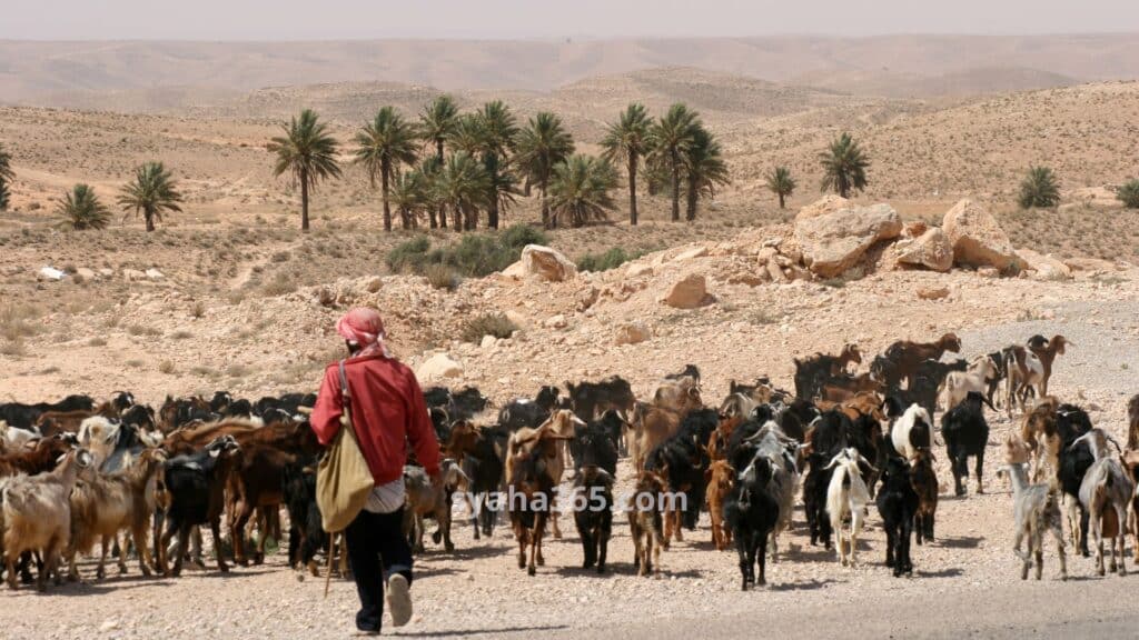 السياحة في تونس شهر ديسمبر